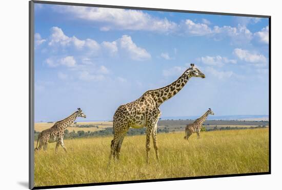 Trio Giraffes-Husain Alfraid-Mounted Photographic Print