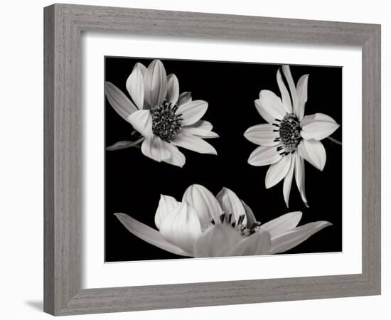 Trio I-Jim Christensen-Framed Photographic Print