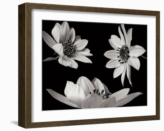 Trio I-Jim Christensen-Framed Photographic Print