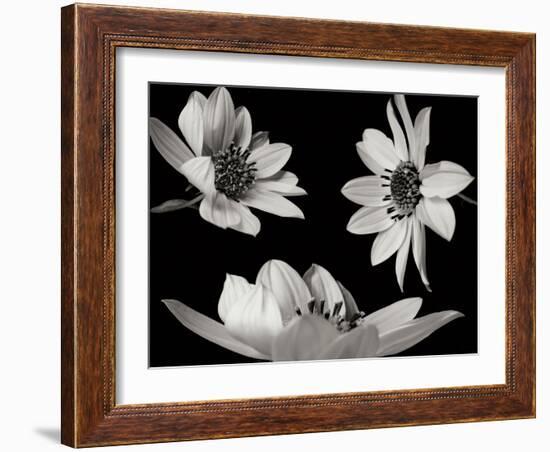 Trio I-Jim Christensen-Framed Photographic Print