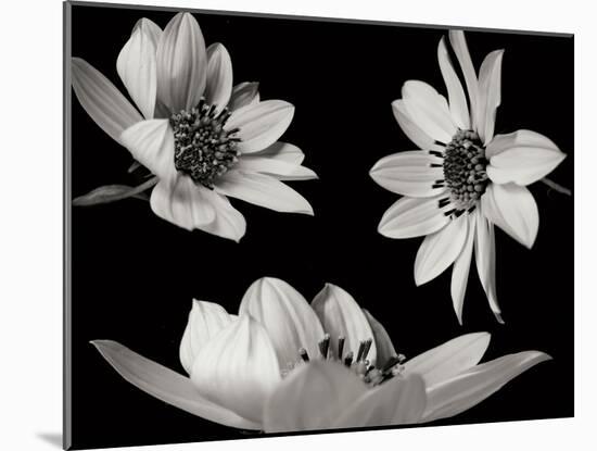 Trio I-Jim Christensen-Mounted Photographic Print