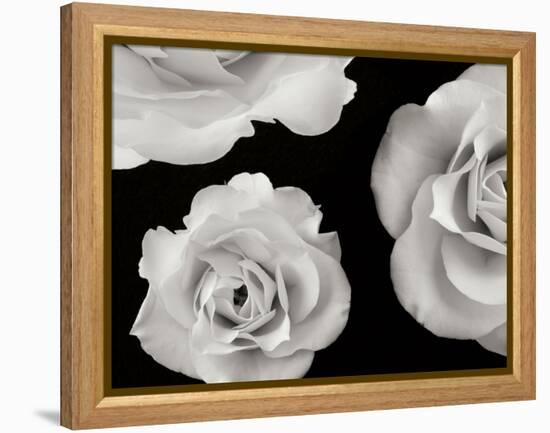 Trio II-Jim Christensen-Framed Premier Image Canvas