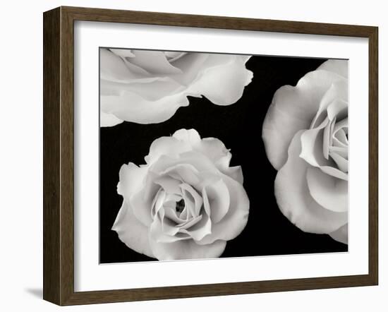 Trio II-Jim Christensen-Framed Photographic Print