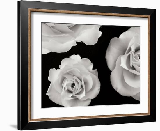 Trio II-Jim Christensen-Framed Photographic Print