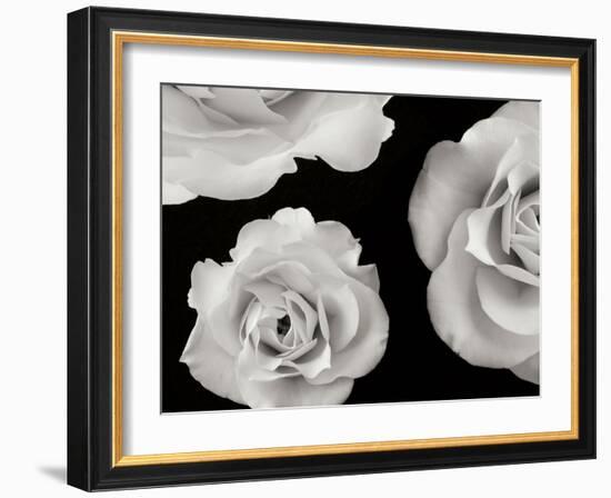 Trio II-Jim Christensen-Framed Photographic Print