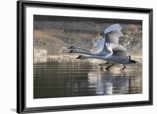 Trio in Flight-Staffan Widstrand-Framed Giclee Print