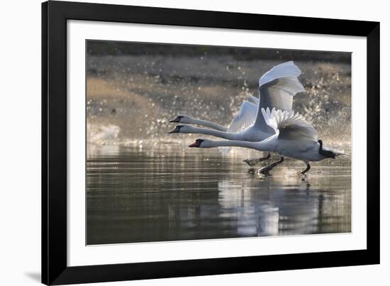 Trio in Flight-Staffan Widstrand-Framed Giclee Print