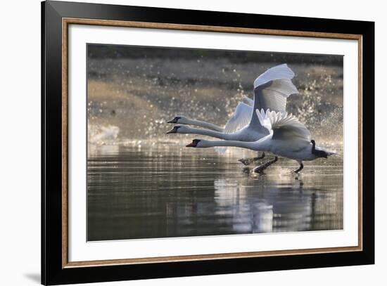 Trio in Flight-Staffan Widstrand-Framed Giclee Print