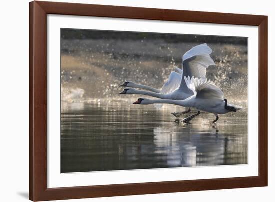 Trio in Flight-Staffan Widstrand-Framed Giclee Print