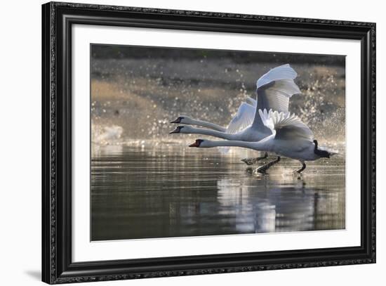 Trio in Flight-Staffan Widstrand-Framed Giclee Print