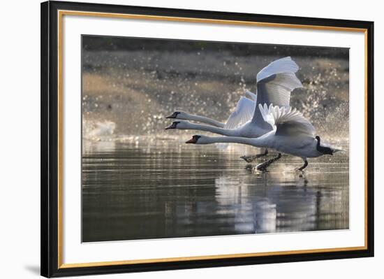 Trio in Flight-Staffan Widstrand-Framed Giclee Print