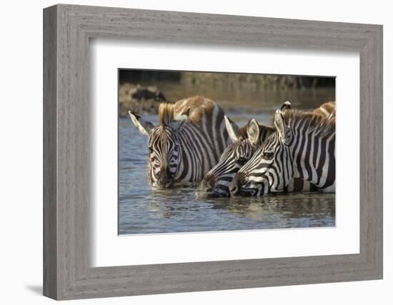 Trio of Burchell's Zebras Drinking at Sunrise, Masai Mara, Kenya-Adam Jones-Framed Photographic Print