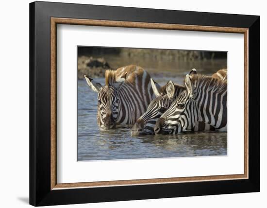 Trio of Burchell's Zebras Drinking at Sunrise, Masai Mara, Kenya-Adam Jones-Framed Photographic Print