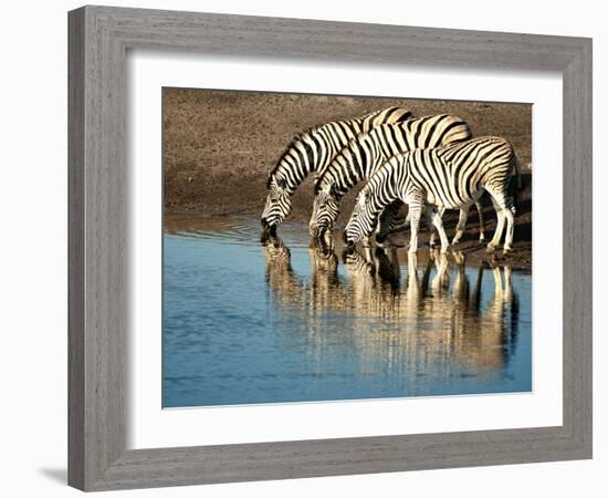 Trio of Common Zebras (Equus Burchelli) at a Water Hole, Etosha National Park, Namibia, Africa-Kim Walker-Framed Photographic Print