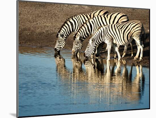 Trio of Common Zebras (Equus Burchelli) at a Water Hole, Etosha National Park, Namibia, Africa-Kim Walker-Mounted Photographic Print