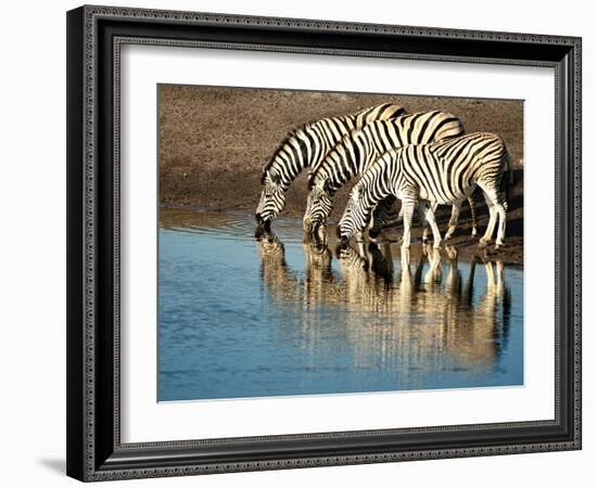 Trio of Common Zebras (Equus Burchelli) at a Water Hole, Etosha National Park, Namibia, Africa-Kim Walker-Framed Photographic Print