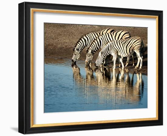 Trio of Common Zebras (Equus Burchelli) at a Water Hole, Etosha National Park, Namibia, Africa-Kim Walker-Framed Photographic Print