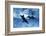 Trio of Dolphins-Amos Nachoum-Framed Photographic Print