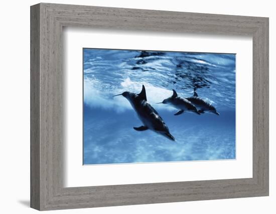 Trio of Dolphins-Amos Nachoum-Framed Photographic Print