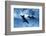 Trio of Dolphins-Amos Nachoum-Framed Photographic Print