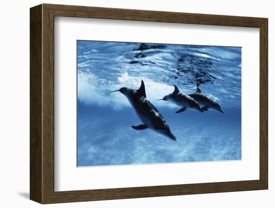 Trio of Dolphins-Amos Nachoum-Framed Photographic Print