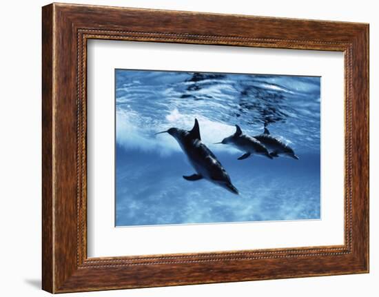 Trio of Dolphins-Amos Nachoum-Framed Photographic Print