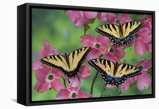 Trio of Eastern Tiger Swallowtail on Pink Dogwood Blooms-Darrell Gulin-Framed Premier Image Canvas