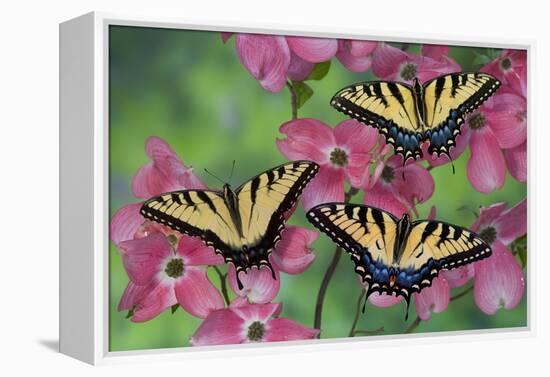 Trio of Eastern Tiger Swallowtail on Pink Dogwood Blooms-Darrell Gulin-Framed Premier Image Canvas