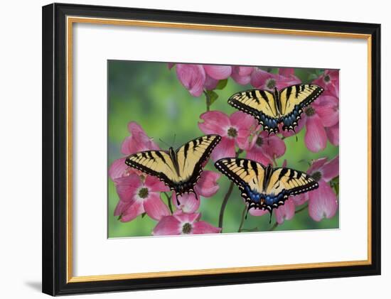 Trio of Eastern Tiger Swallowtail on Pink Dogwood Blooms-Darrell Gulin-Framed Photographic Print