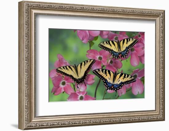 Trio of Eastern Tiger Swallowtail on Pink Dogwood Blooms-Darrell Gulin-Framed Photographic Print