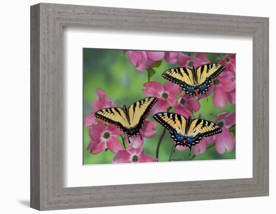 Trio of Eastern Tiger Swallowtail on Pink Dogwood Blooms-Darrell Gulin-Framed Photographic Print