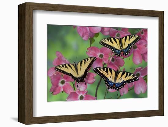 Trio of Eastern Tiger Swallowtail on Pink Dogwood Blooms-Darrell Gulin-Framed Photographic Print