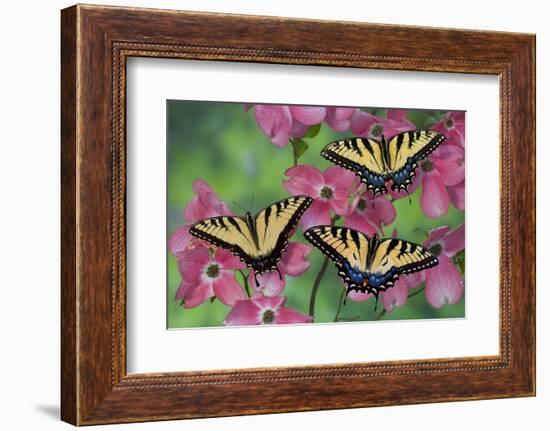 Trio of Eastern Tiger Swallowtail on Pink Dogwood Blooms-Darrell Gulin-Framed Photographic Print