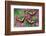 Trio of Eastern Tiger Swallowtail on Pink Dogwood Blooms-Darrell Gulin-Framed Photographic Print