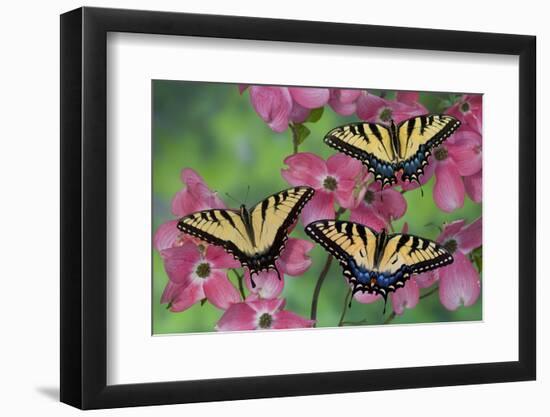 Trio of Eastern Tiger Swallowtail on Pink Dogwood Blooms-Darrell Gulin-Framed Photographic Print