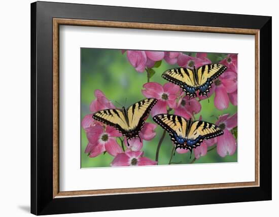 Trio of Eastern Tiger Swallowtail on Pink Dogwood Blooms-Darrell Gulin-Framed Photographic Print