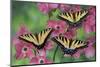 Trio of Eastern Tiger Swallowtail on Pink Dogwood Blooms-Darrell Gulin-Mounted Photographic Print