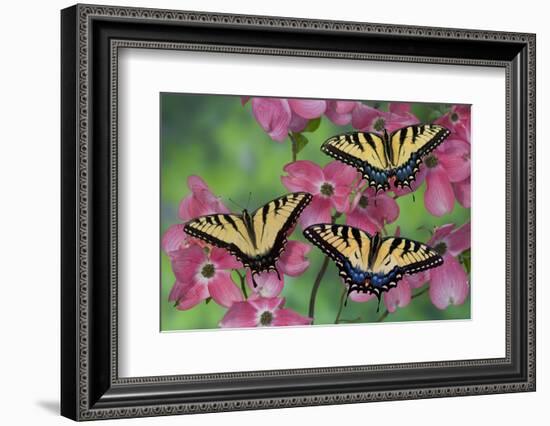 Trio of Eastern Tiger Swallowtail on Pink Dogwood Blooms-Darrell Gulin-Framed Photographic Print