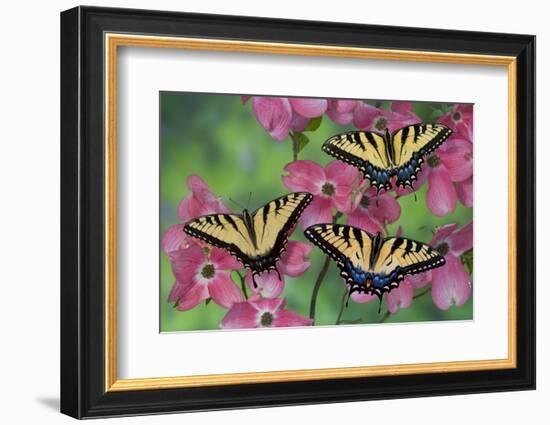 Trio of Eastern Tiger Swallowtail on Pink Dogwood Blooms-Darrell Gulin-Framed Photographic Print