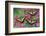 Trio of Eastern Tiger Swallowtail on Pink Dogwood Blooms-Darrell Gulin-Framed Photographic Print