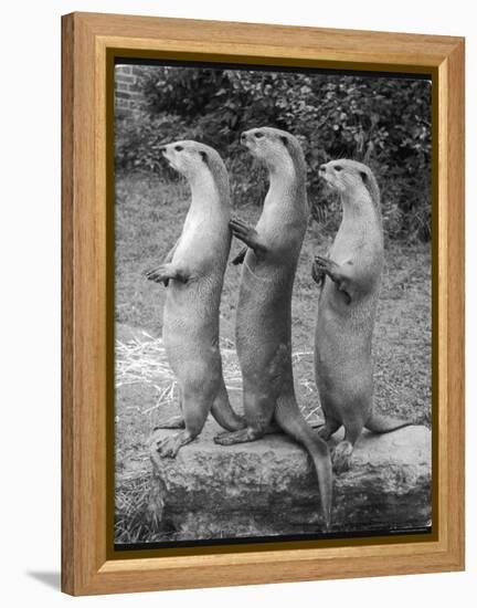 Trio of Otters-null-Framed Premier Image Canvas