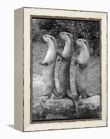 Trio of Otters-null-Framed Premier Image Canvas