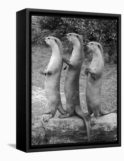 Trio of Otters-null-Framed Premier Image Canvas