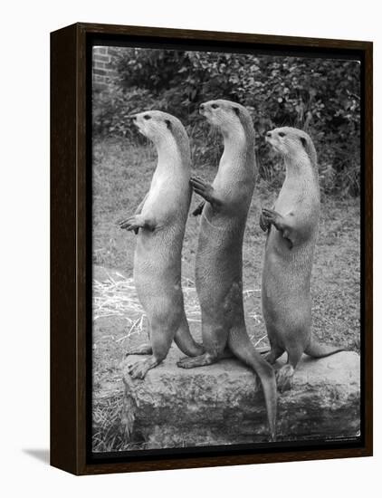 Trio of Otters-null-Framed Premier Image Canvas