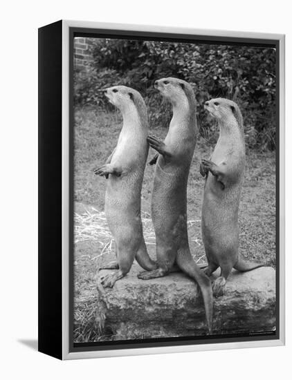 Trio of Otters-null-Framed Premier Image Canvas