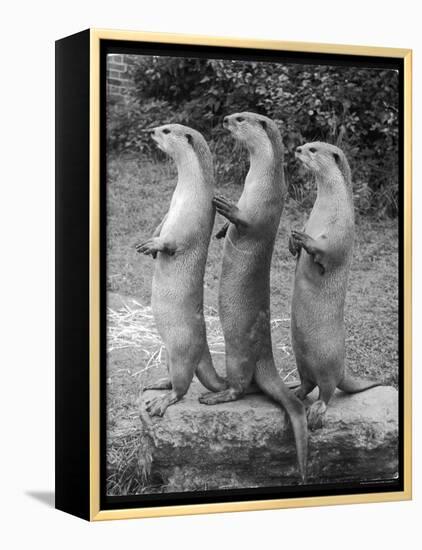 Trio of Otters-null-Framed Premier Image Canvas