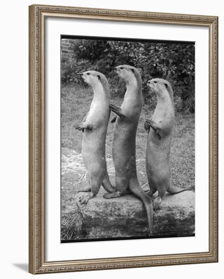 Trio of Otters-null-Framed Photographic Print