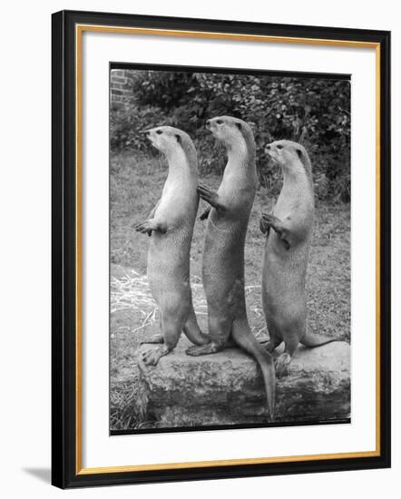 Trio of Otters-null-Framed Photographic Print