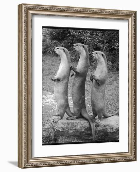 Trio of Otters-null-Framed Photographic Print