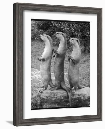 Trio of Otters--Framed Photographic Print